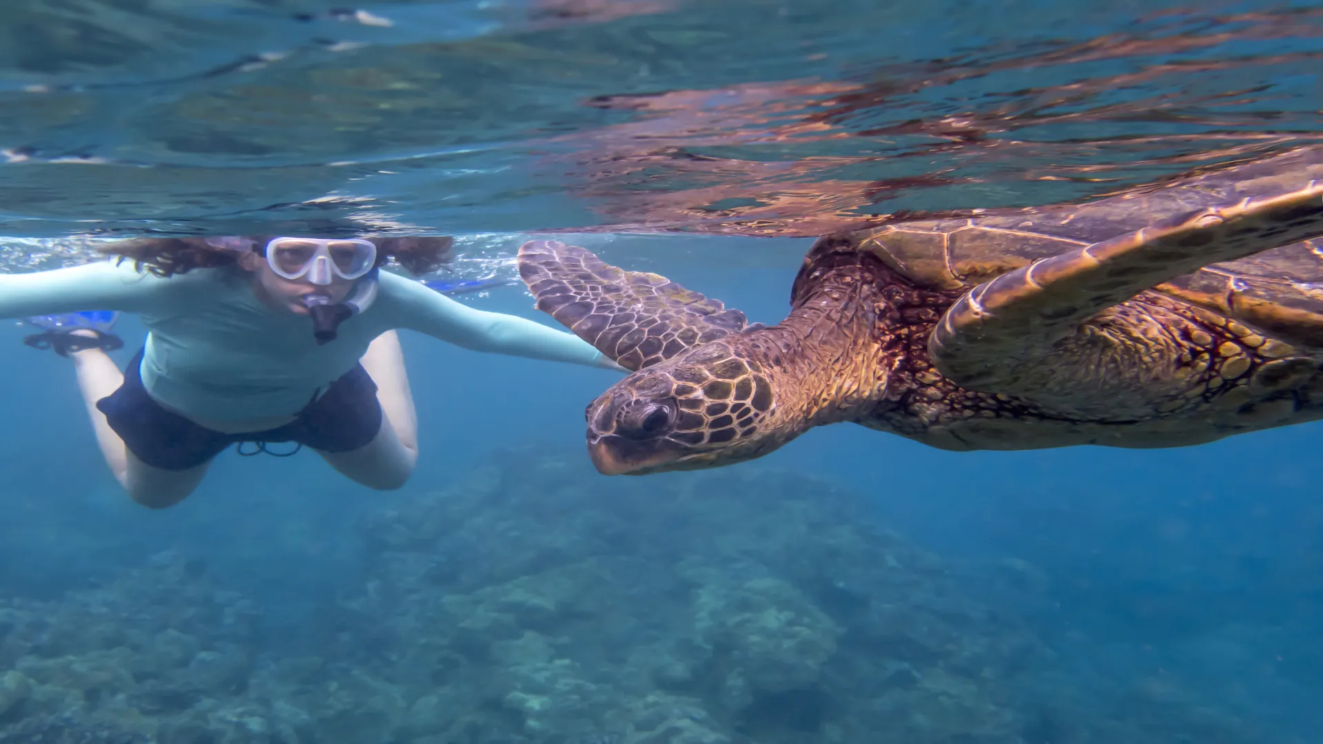 Nada Con Tortugas Marinas