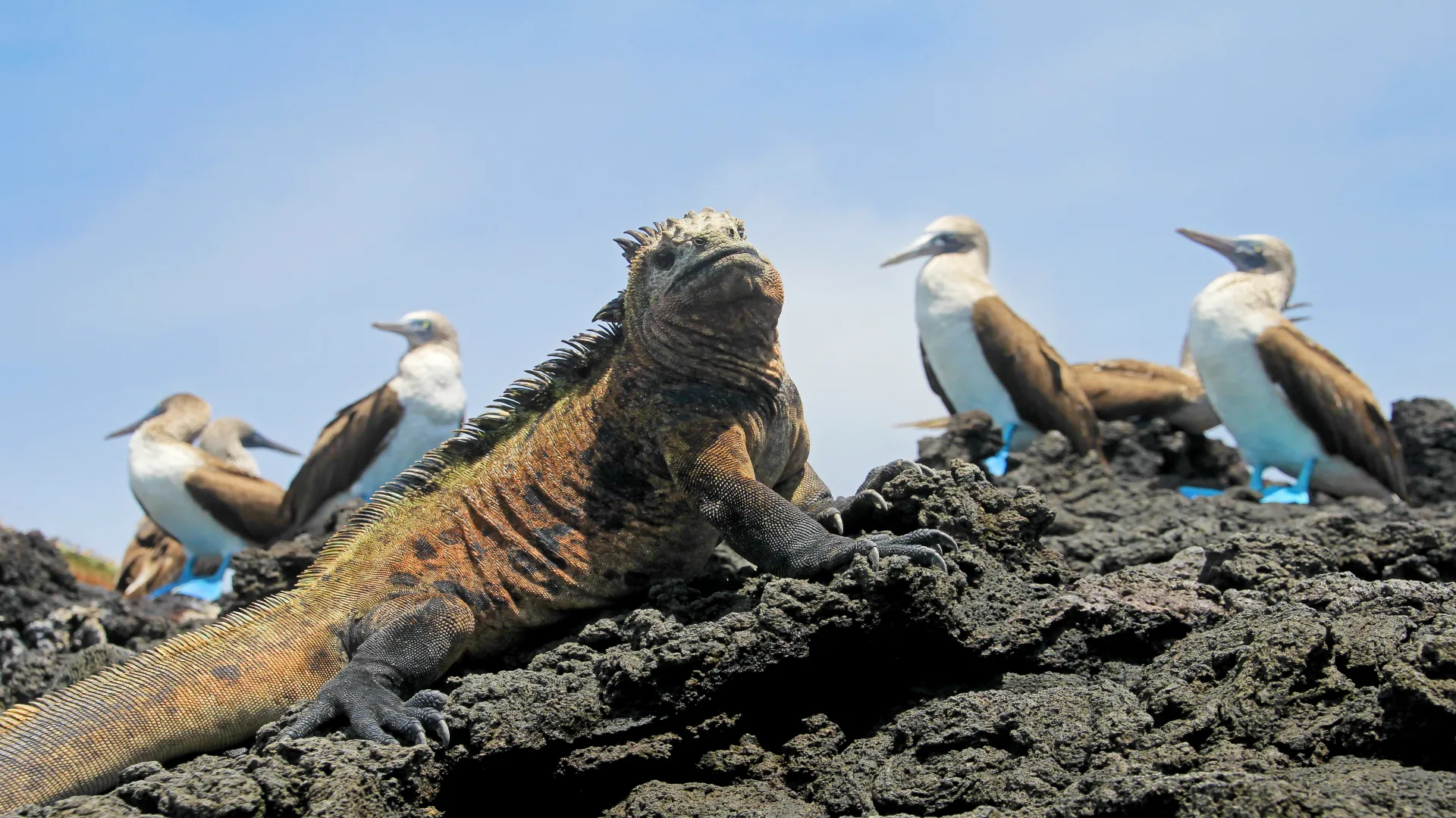Tour Galápagos